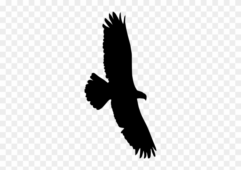 Info - Eagle #1684112