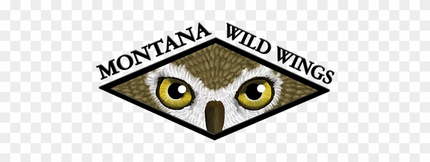 Wildlife Rehab Of Northwest Montana - Owl #1684113