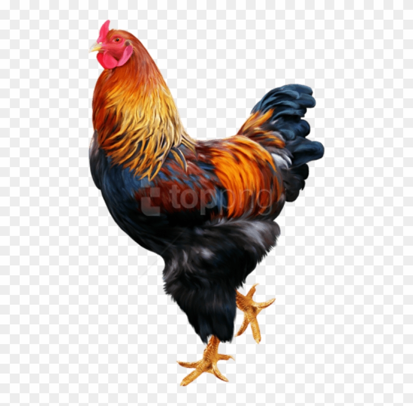 Free Png Download Cock Png Images Background Png Images - Cock Png #1684595