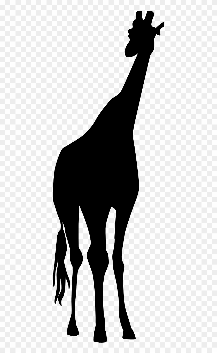 Giraffe Safari Black - Jirafas Blanco Y Negro Png #1684752