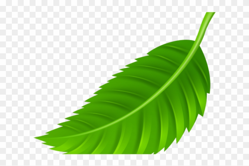 Green Leaves Clipart Coconut Leave - Leaf Png #1684782