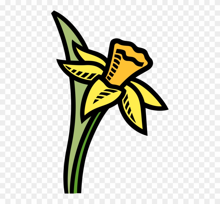 449 X 700 3 - Line And Wash Daffodil #1685468