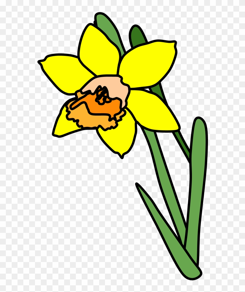 Daffodil, Yellow, Orange - Daffodil, Yellow, Orange #1685470