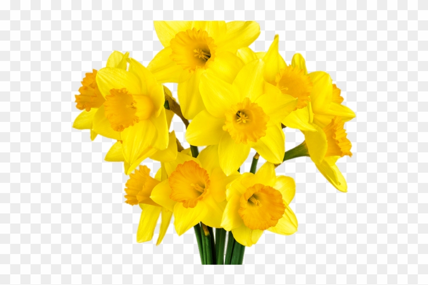 Daffodil Clipart Daffodil Bouquet - Bunch Daffodils #1685471