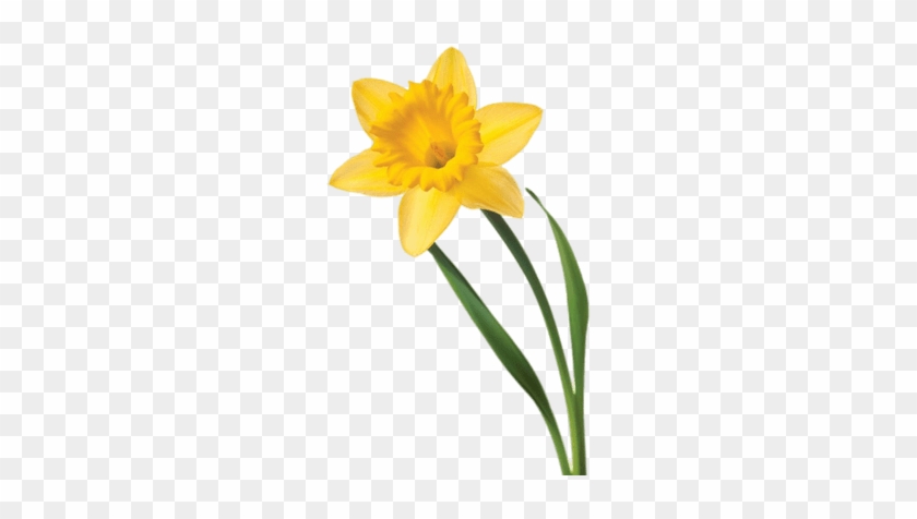 Single Daffodil - Daffodil Transparent #1685473