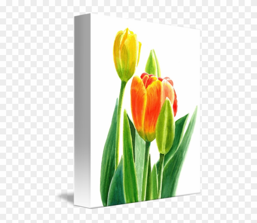 480 X 650 1 - Orange And Yellow Tulips With Background #1685786