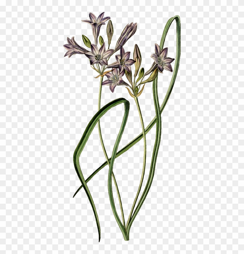 Medium Image - Camas #1685839