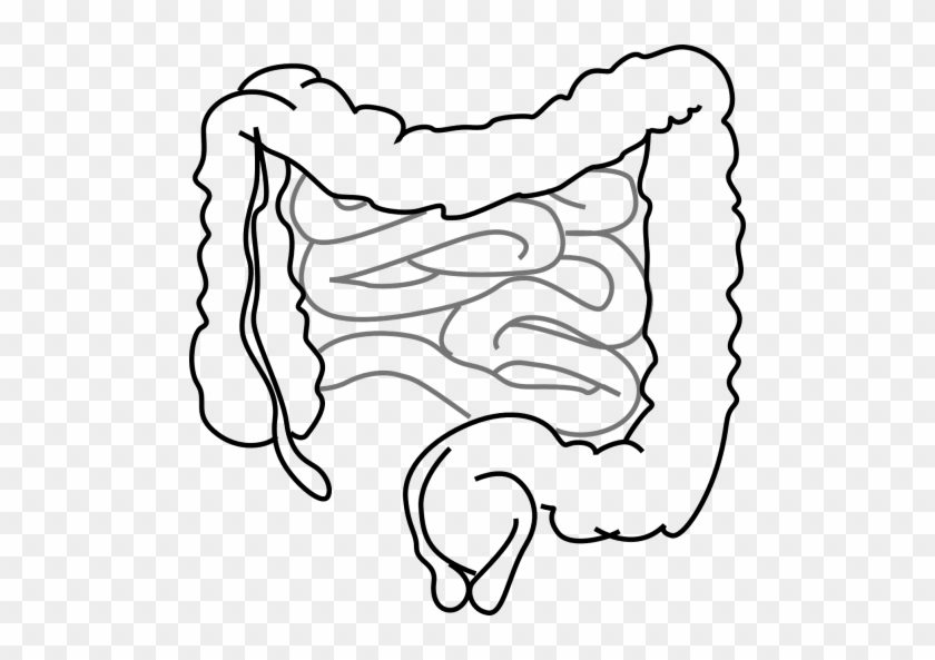 System,abdominal,biology - Small Intestine Coloring Page #1686576