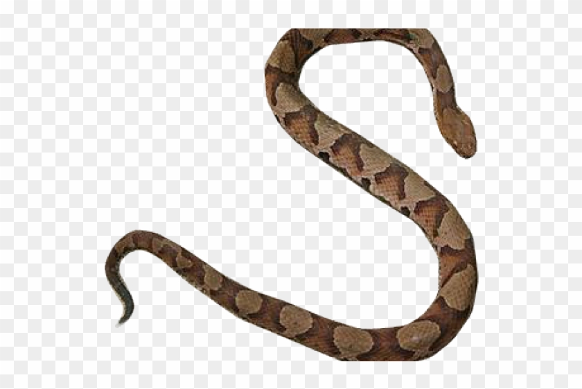 Boa Constrictor Clipart Desert Snake - Northern Copperhead #1686789
