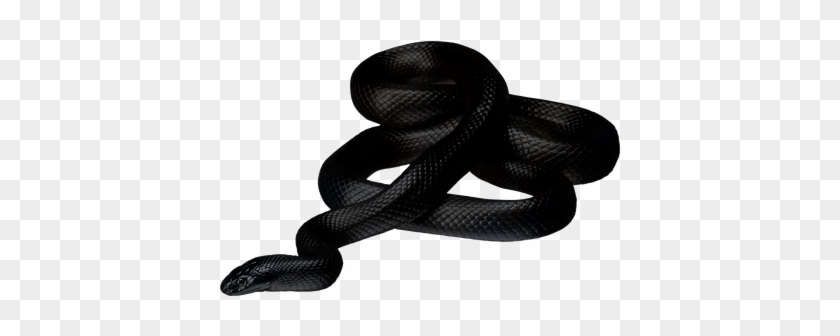 Black Snake Transparent Png Stickpng - Black Mamba Snake Png #1686791