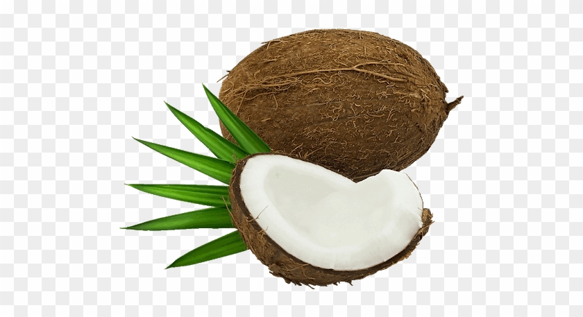 Free Clip Art Coconut - Coco Fruta En Png #1686956