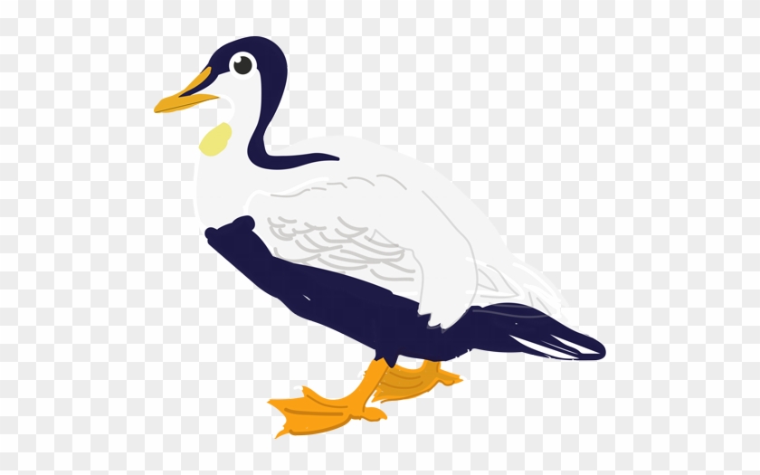 Eider Duck - Mallard #1687961