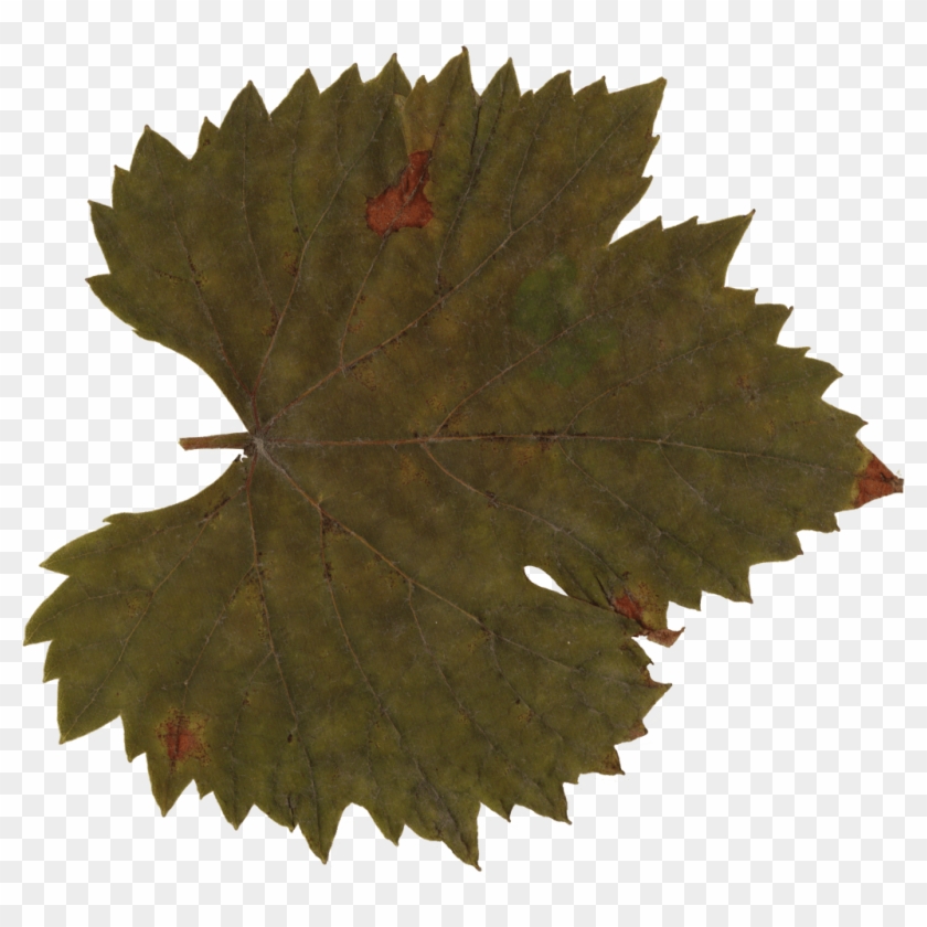 Grape Leaf Clip Art Transparent - Maple Leaf #1688021