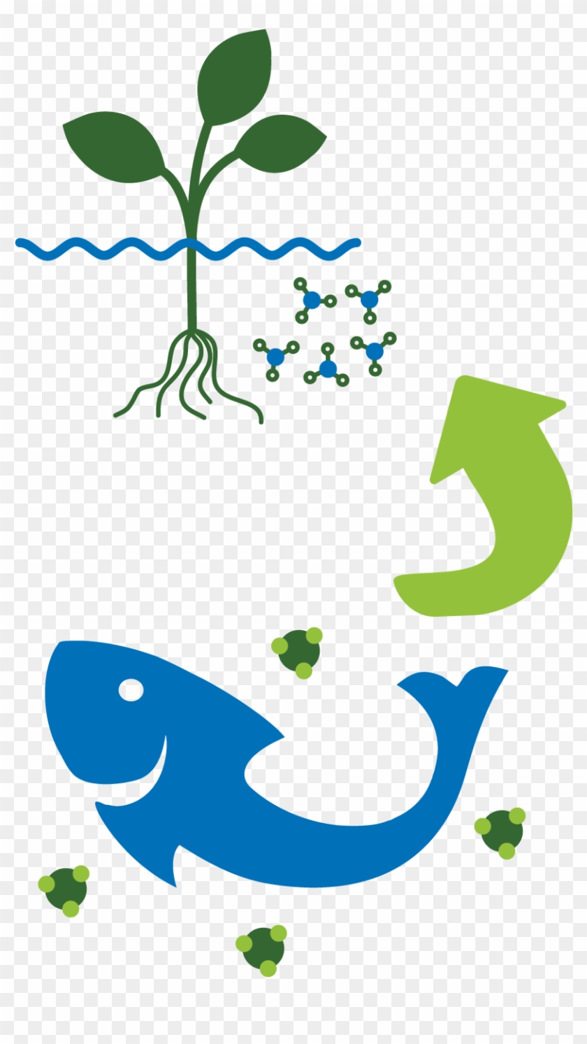 2- Aquaponic Nourishes Plants With Organic Nutrients - Illustration #1688719