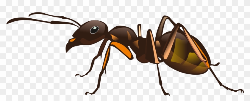 All Photo Png Clipart - One Ant #1688743