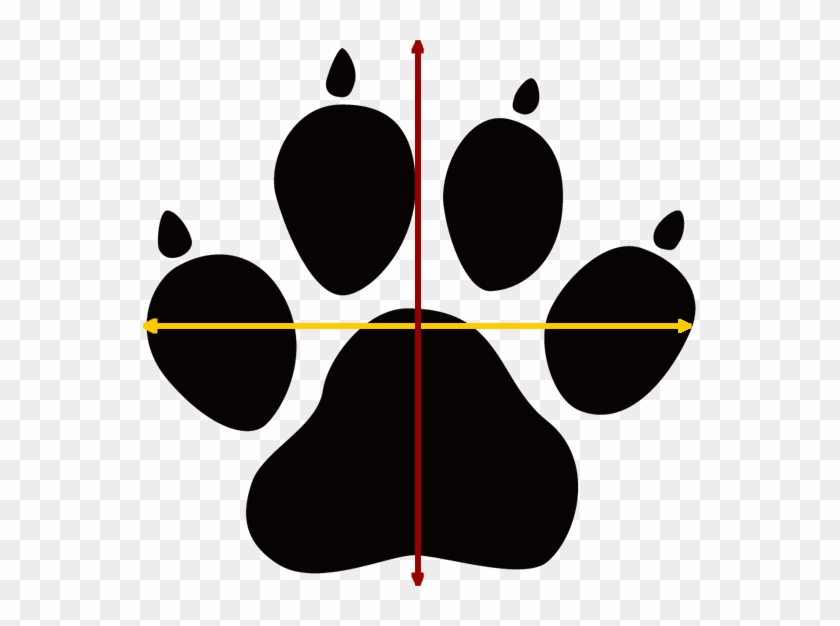 How To Take Measurements - St Ignatius Wildcats Logo #1688957