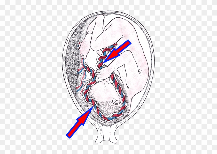 Umbilical Cord - Functions Of The Umbilical Cord #1688976