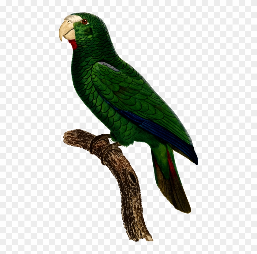 Parrot Bird Watercolor Painting - Parrot #1689121