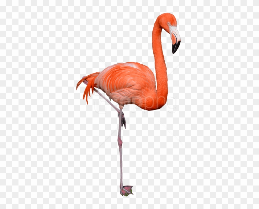 Free Png Download Flamingo Png Images Background Png - Flamingo Png #1689132