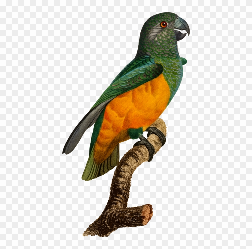 Budgerigar Bird Parrot - Parakeet #1689133