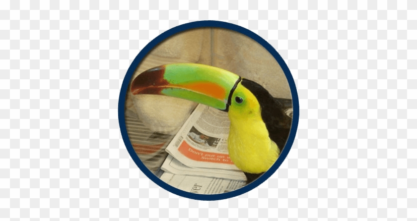 Wild Birds Treated At Midwest Bird & Exotic Animal - Toucan #1689464