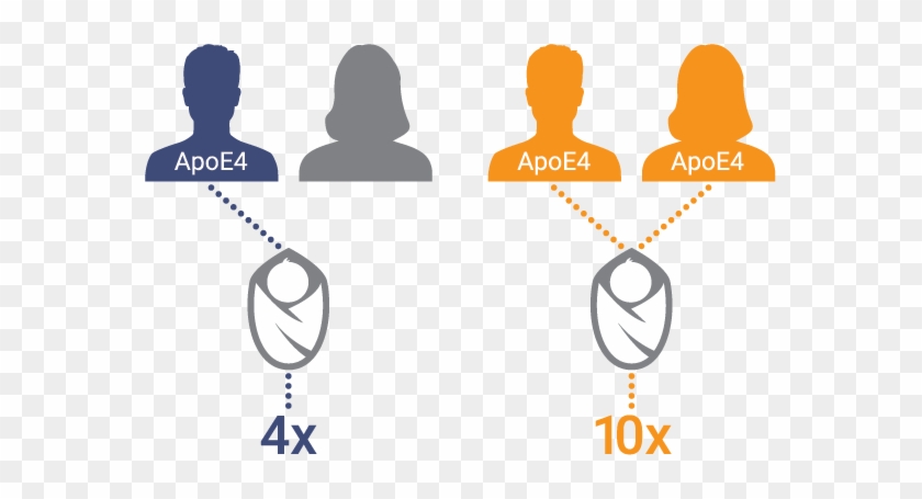 Inheriting The Apoe-4 Allele From Both Parents Greatly - Inheriting The Apoe-4 Allele From Both Parents Greatly #1689920