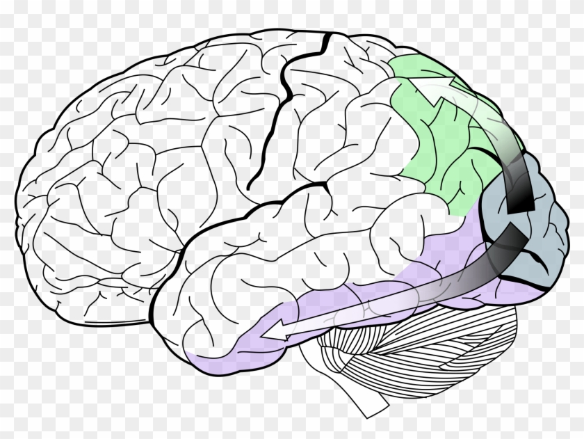 Study Shows Some Individuals Immune To Symptoms Of - Lobes Of The Brain #1689925