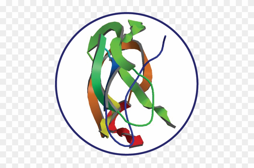 Amyloid Precursor Protein - Amyloid Precursor Protein #1689926