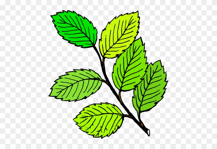 Clipart Daun Png Gambar Daun - Clip Art Of Leaves #1691592