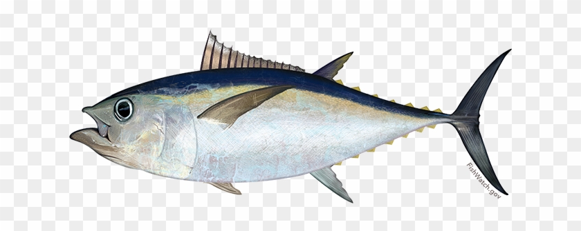 Pacific Bigeye Tuna - Bigeye Tuna #1691695