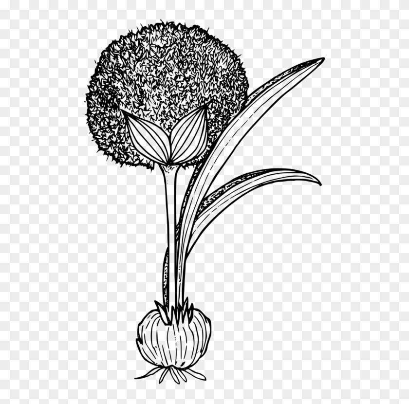 Computer Icons Download Plants Flowering Plant - Onion #1691841