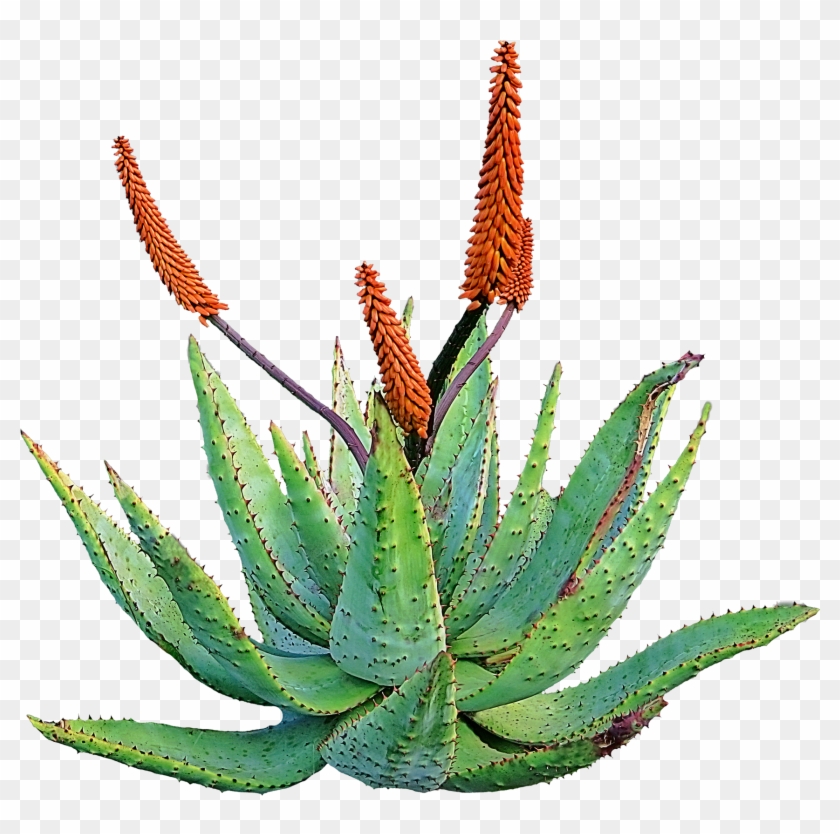Aloe Vera Plant Medicinal - Aloe Vera Desert Plant #1692016