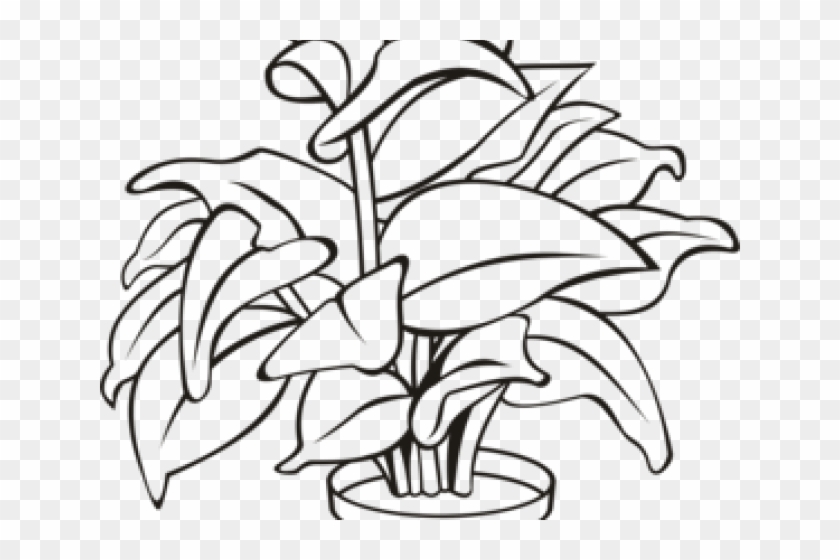 Potted Plants Clipart Black And White 3 627 X 846 Free - Outline Of A Plant #1692020