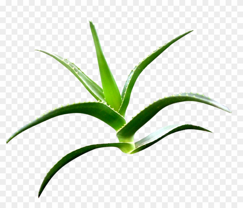 Aloe Clipart Terrestrial Plant - Agave #1692021