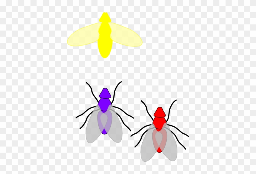 Firefly Cut Out Png Images - Fly Clip Art #1692715