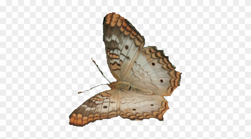 Butterfly Net Clipart 41552 White Butterfly Cutout - Hipparchia #1692922