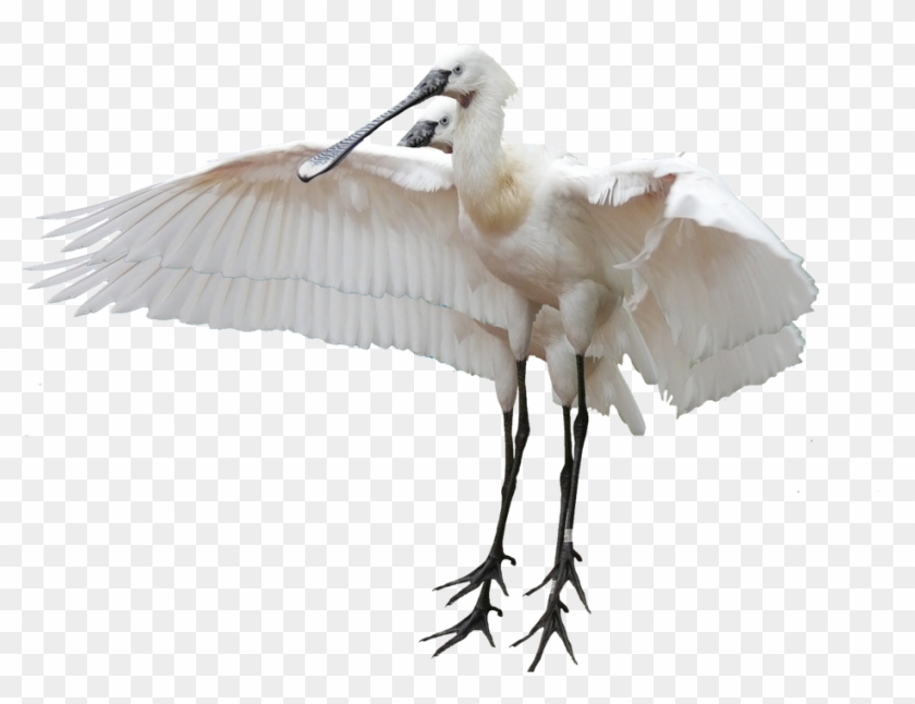 Great Egret Transparent Png #1693216