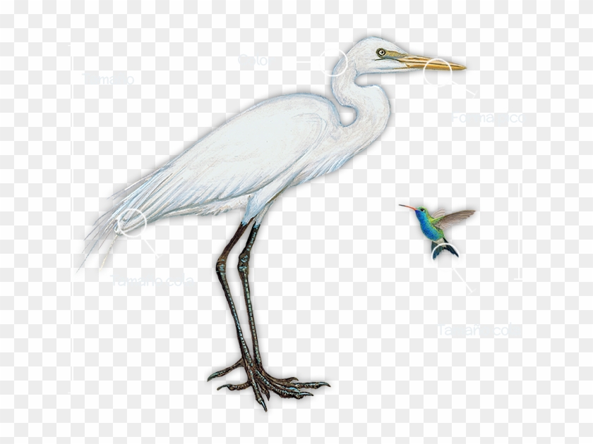 You Can Observe The Colors In Different Parts Of The - Little Blue Heron #1693224