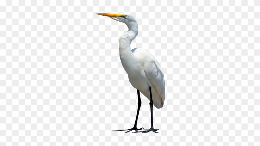 Crane Bird Transparent Background #1693226