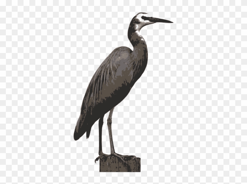 White Faced Heron - Little Blue Heron #1693230