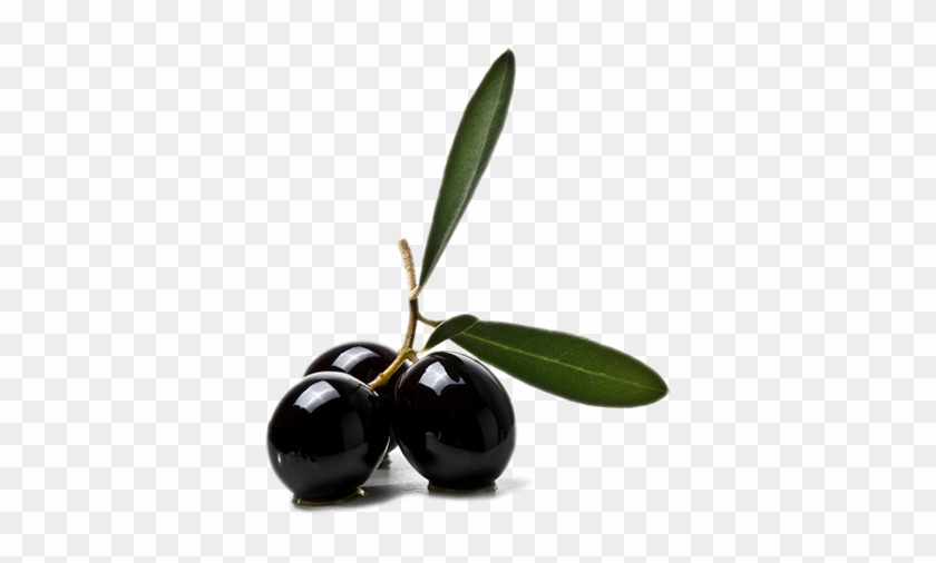 Olive Png - Olives And Olive Oil Png #1694070