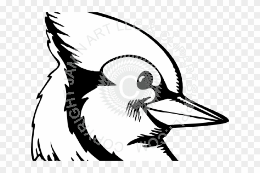 Blue Jay Clipart Head - Illustration #1694262