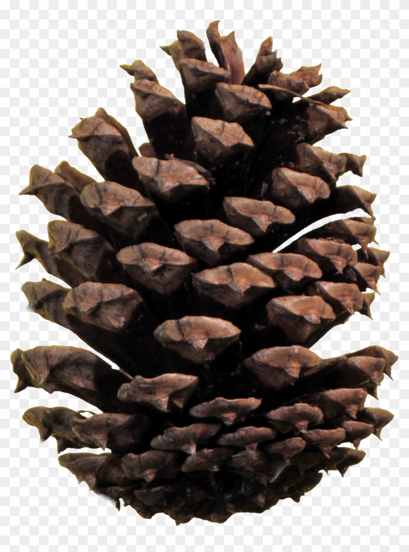 Pine Cone Clipart At Getdrawings - Pinha Png #1694792