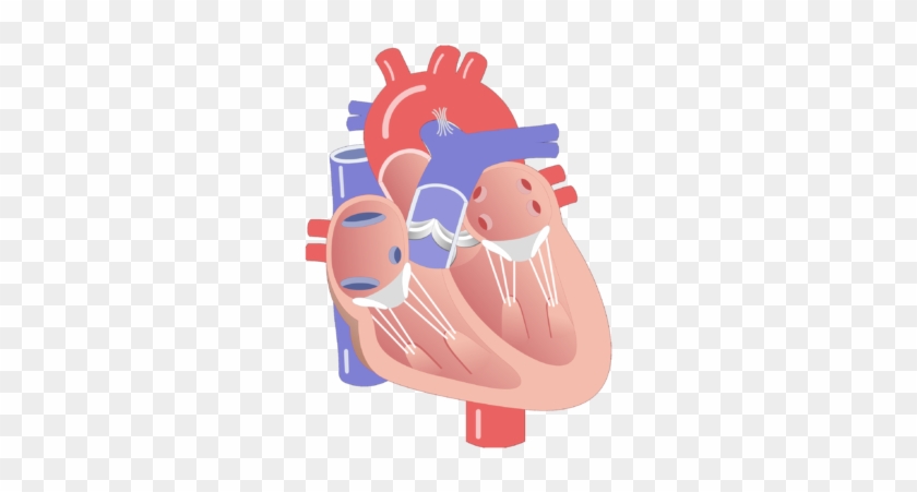 Interior View Of The Heart Valves - Fgf 23 #1694871