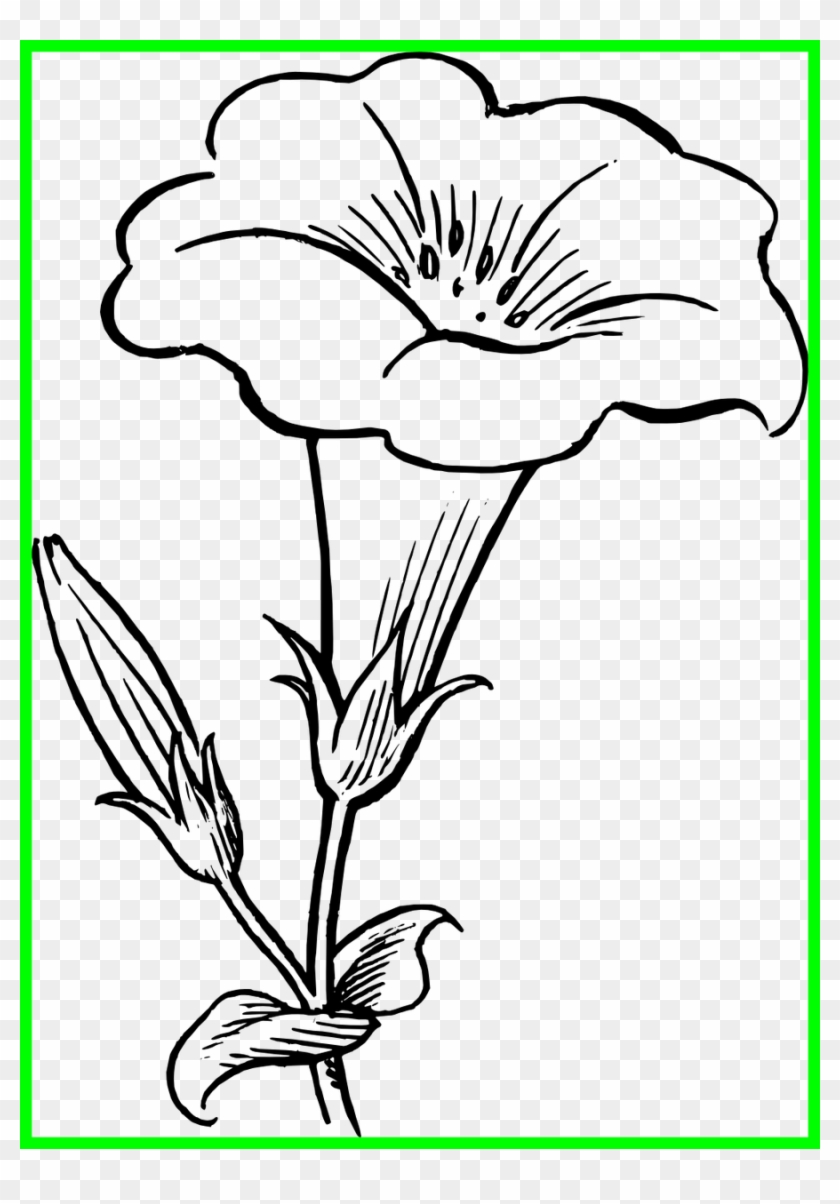 Image Stock Shocking Pencil In Color Pics For Flower - Lily Clipart Black And White #1694894