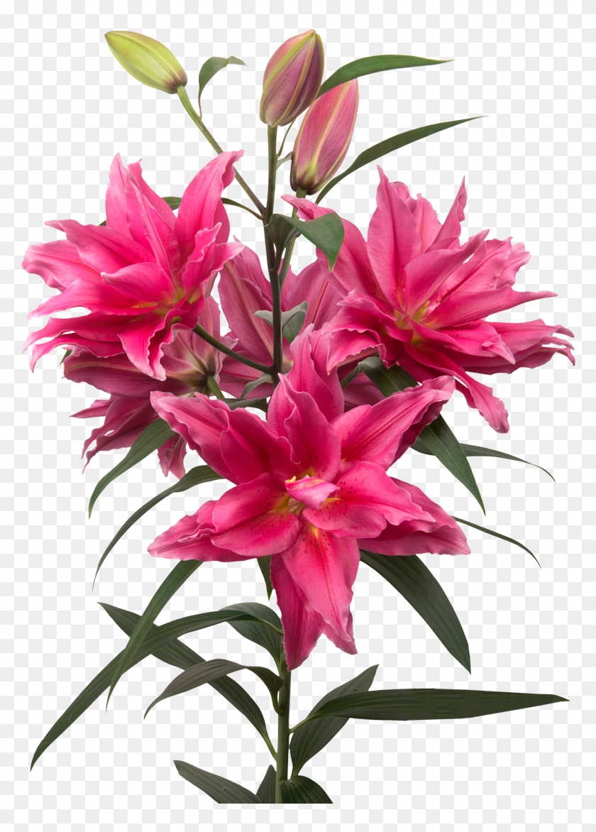 Rio Lilies Roses - Rio Lilies Roses #1694904