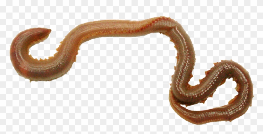 Worms Clipart Transparent Background - Slender Blind Snake #1695325