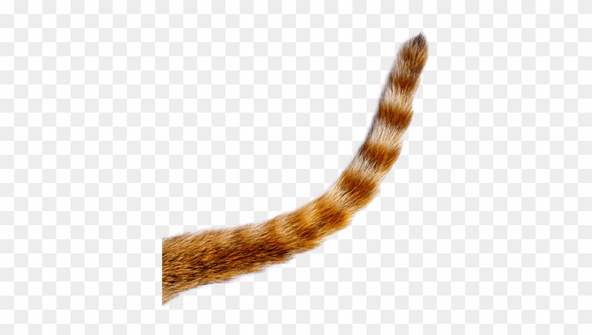 400 X 419 2 - Transparent Cat Tail Png #1695356