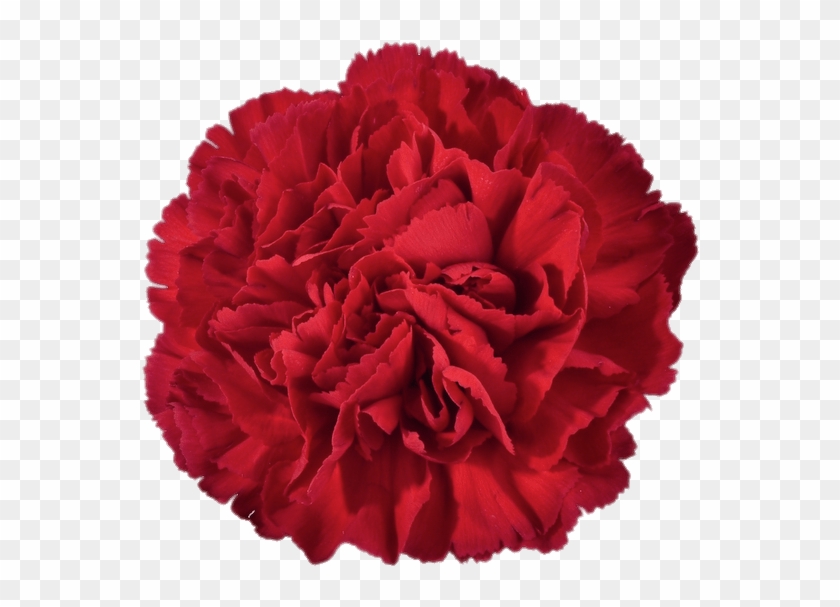 Download Red Carnation Transparent Png - Carnation #1696094