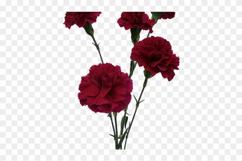 Rose Clipart Carnation - Carnation #1696098